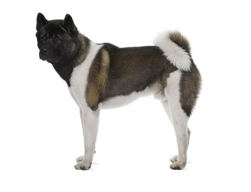 Akita - galingas, fiziškai ir charakteriu stiprus šuo | Purina LT